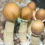 Psylocibe Cubensis spore Mazatapec